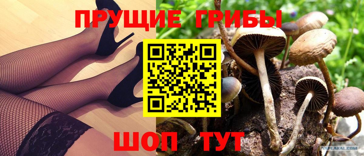 Псилоцибиновые грибы GOLDEN TEACHER  Вход с VPN  цена наркотик  Тында 